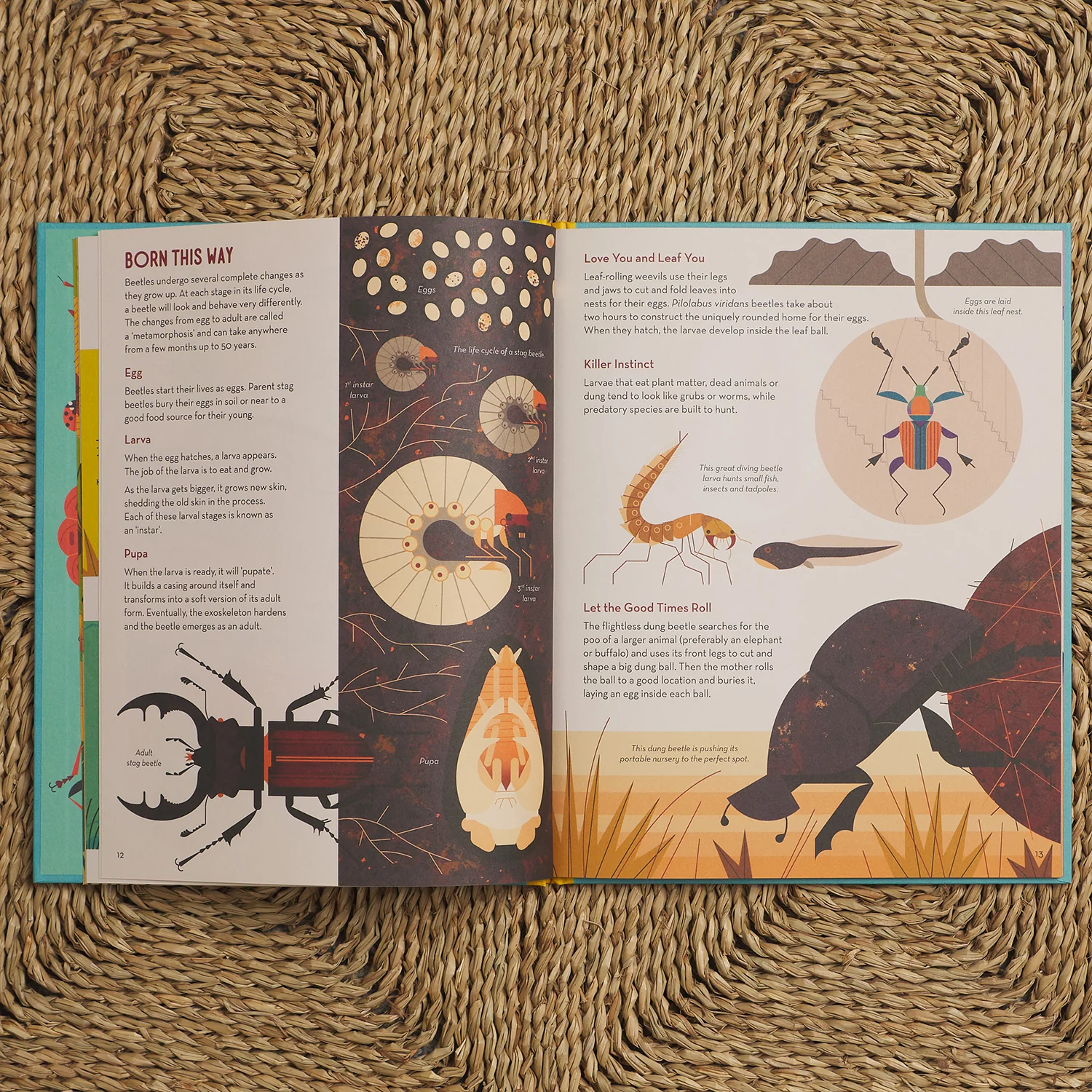 Bonkers About Beetles - Image 4