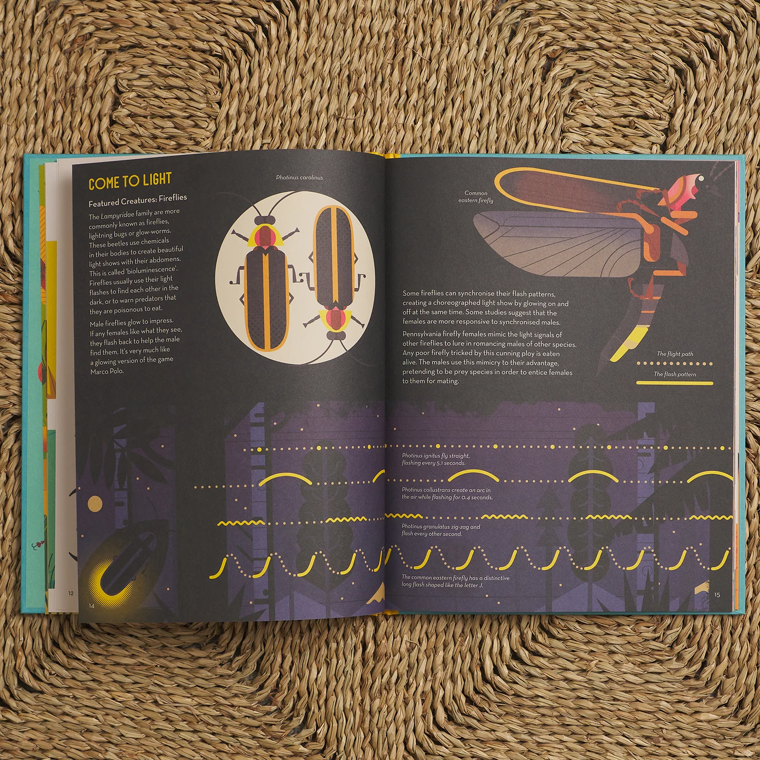 Bonkers About Beetles - Image 5