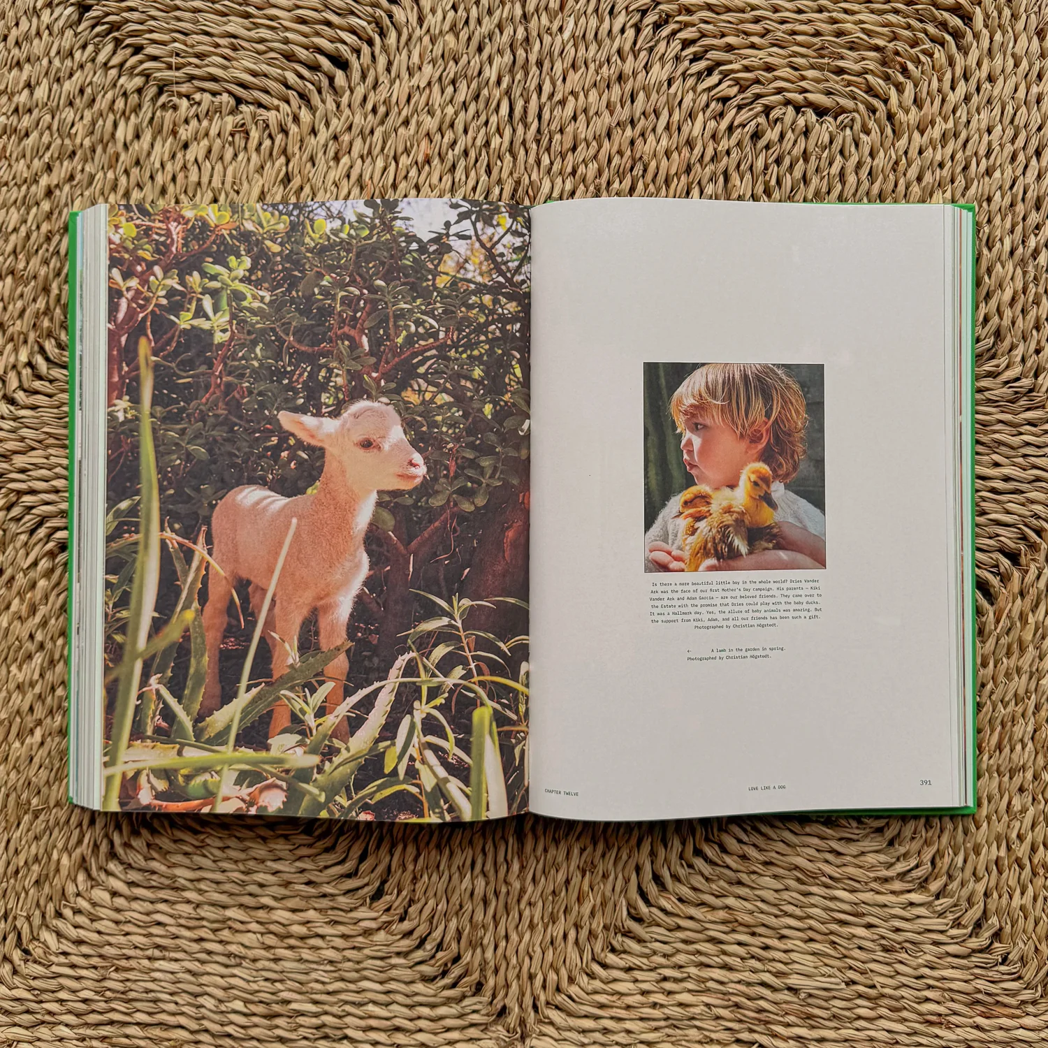 Flamingo Estate :The Guide to Becoming Alive - Image 5