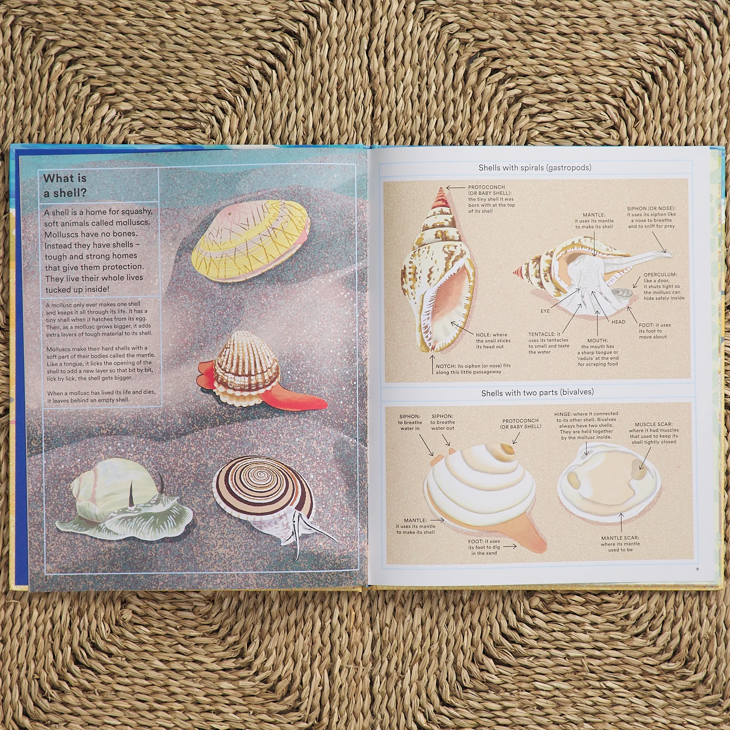 What a Shell Can Tell - Image 2